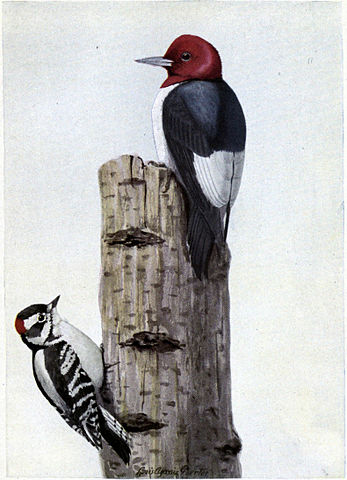 347px-redhead_the_woodpecker_downy_the_woodpecker
