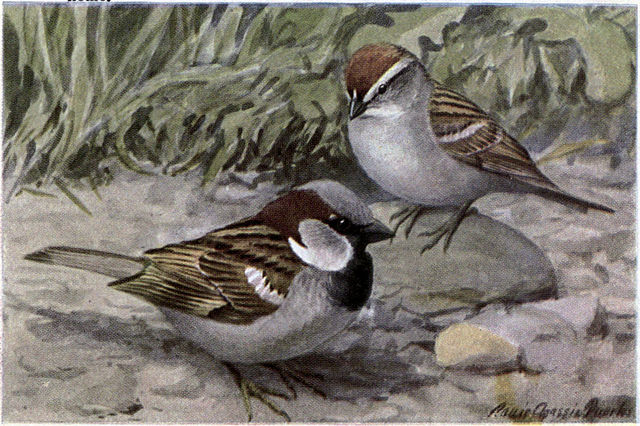 640px-bully_the_english_sparrow_chippy_the_chipping_sparrow