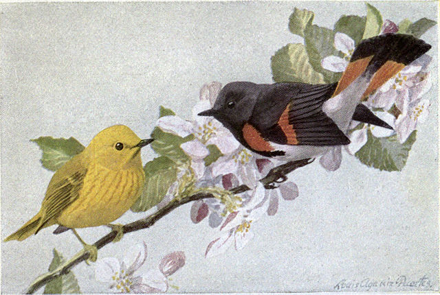 Burgess Bird Book Unit Study